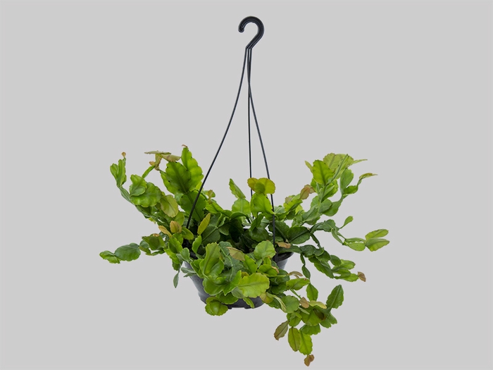 <h4>RHIPSALIS OBLONGA C21</h4>