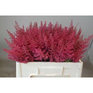 Astilbe Paul Gäarder