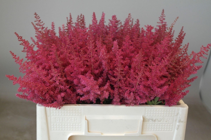 <h4>Astilbe Paul Gäarder</h4>