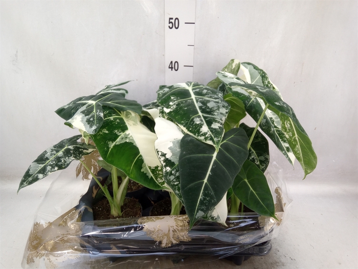 <h4>Alocasia   ...</h4>