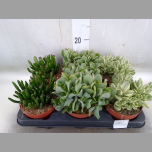 Crassula   ...mix