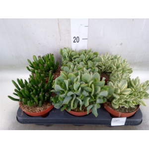 Crassula   ...mix