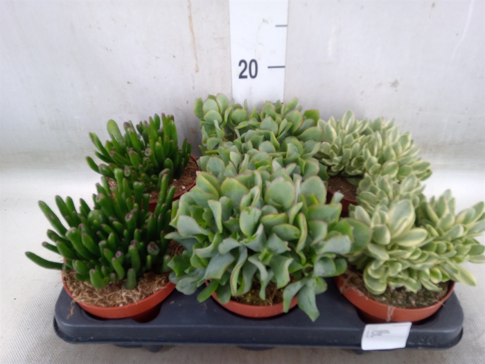 <h4>Crassula   ...mix</h4>