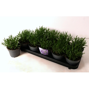 LAVAN AN ESSENCE PUR