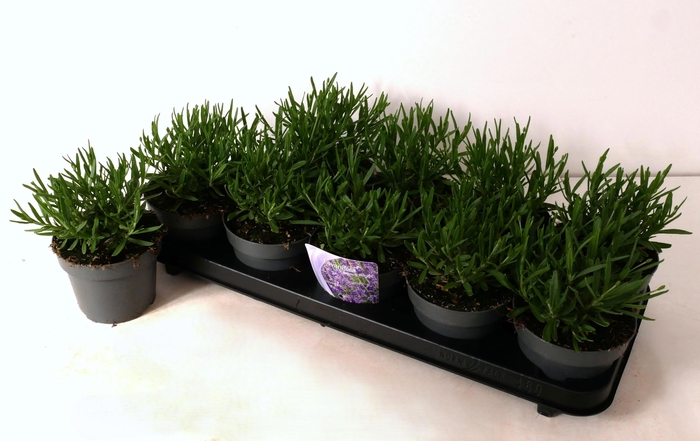 <h4>LAVAN AN ESSENCE PUR</h4>