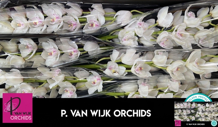 <h4>CYMB T DOS PUEBLOS</h4>