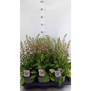 Digitalis purp. 'Hanabee Pink'