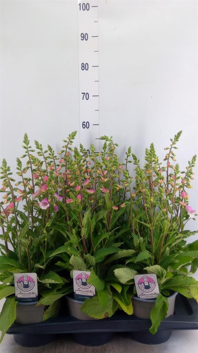 <h4>Digitalis purp. 'Hanabee Pink'</h4>