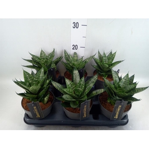 Sansevieria  'Cosmet Queen Marbel'