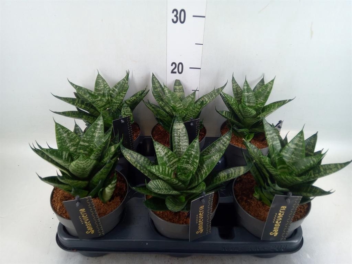 Sansevieria  'Cosmet Queen Marbel'
