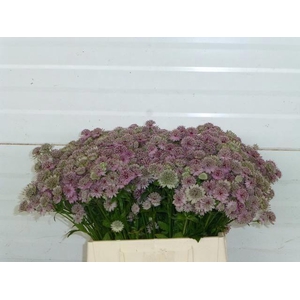 ASTRANTIA ROSITA