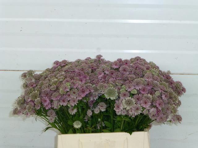 <h4>ASTRANTIA ROSITA</h4>