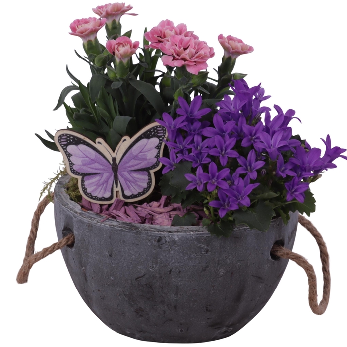 <h4>Spring Flower Arr. Outdoor Ceramic Pot with Rope Handle Ø16cm 2P</h4>