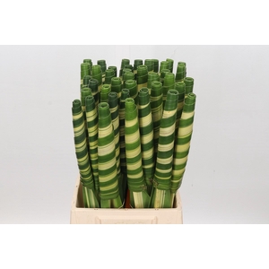 Pandanus Tube