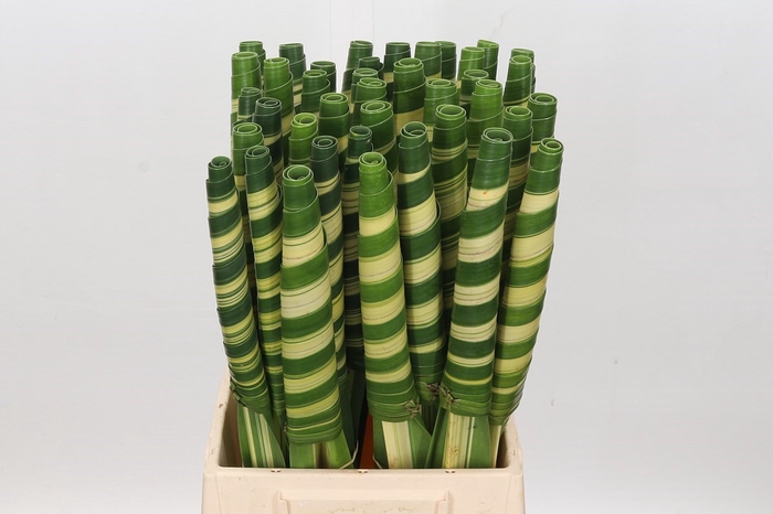 <h4>Pandanus Tube</h4>