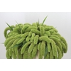 Setaria Italica Volle Melk