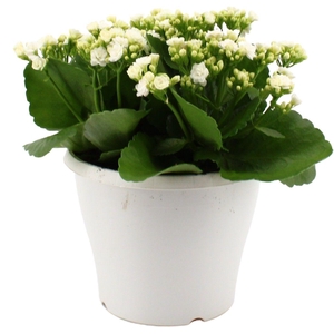 Hello Summer Kalanchoe Blossfeldiana in 19 cm Terras pot Wit