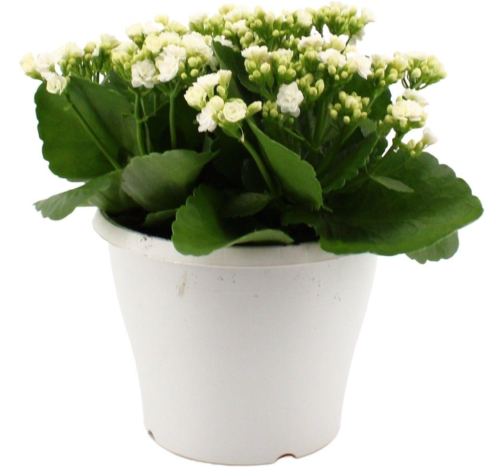 <h4>Hello Summer Kalanchoe Blossfeldiana in 19 cm Terras pot Wit</h4>