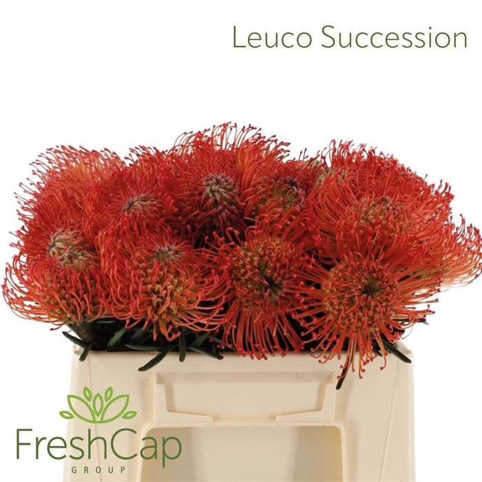 <h4>LEUCO CO SUCCESSION</h4>