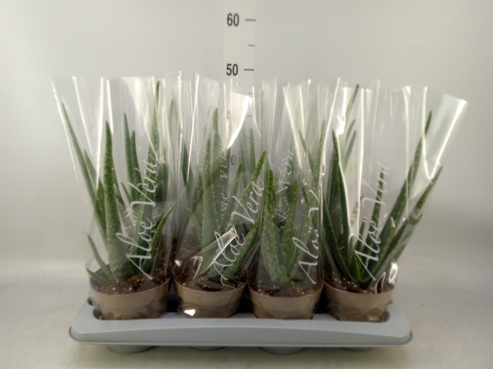<h4>Aloe vera</h4>