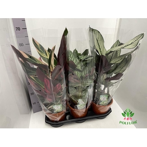 Calathea mix 19Ø 65cm