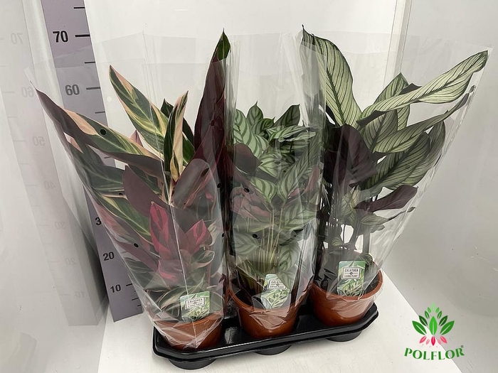 Calathea mix 19Ø 65cm