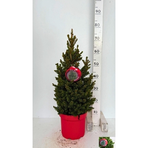 PICEA AB WILLS ZWERG