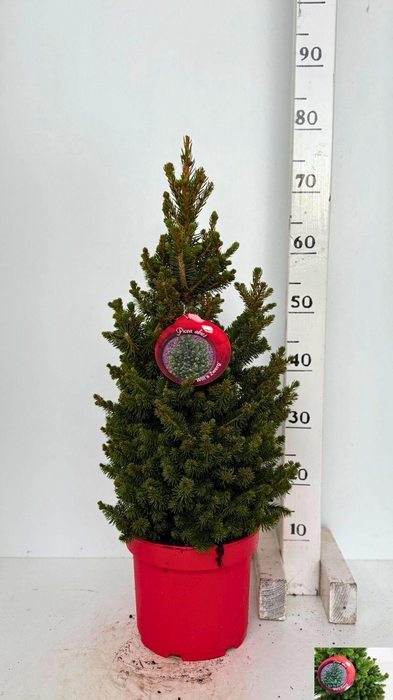 <h4>PICEA AB WILLS ZWERG</h4>