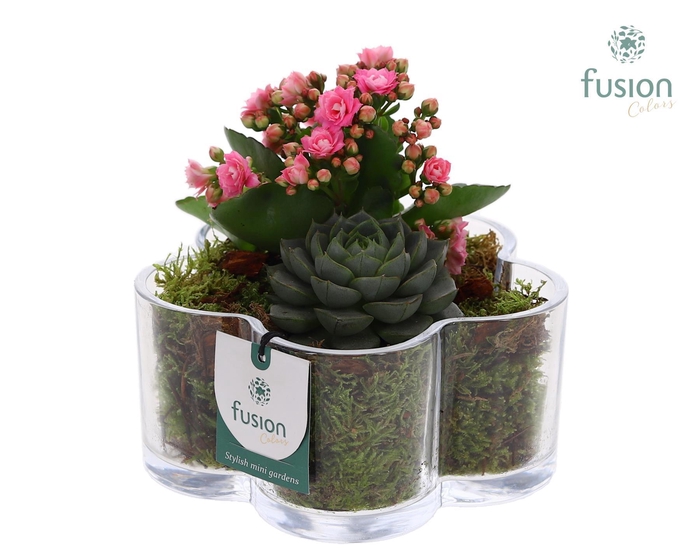 <h4>Glazen Bloemschaalmet Arrangement</h4>