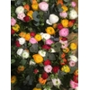 BOUQUET X7 RANUNCULUS CINEREA MIX E