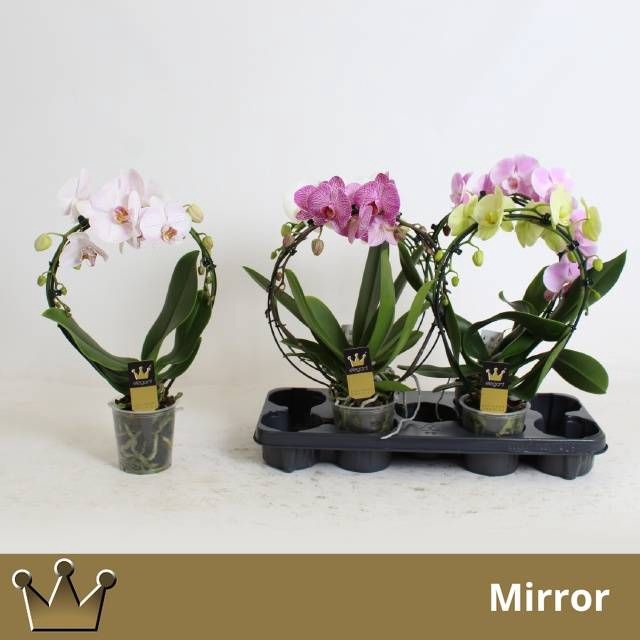 <h4>PHAL EL CASCADE</h4>