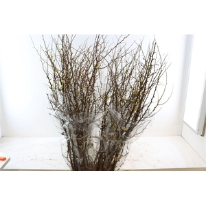 Chaenomeles X Superba 150cm