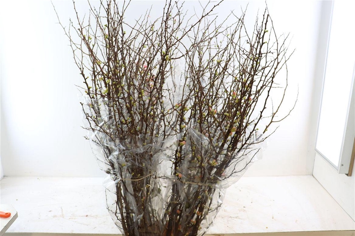 Chaenomeles X Superba 150cm