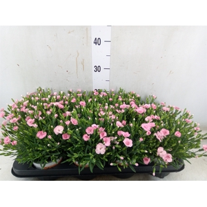 Dianthus  'Diantica Peach Party'