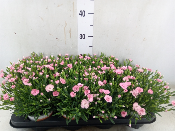 <h4>Dianthus  'Diantica Peach Party'</h4>