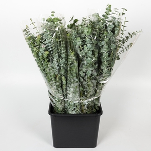 EUC. BABY BLUE 200GR