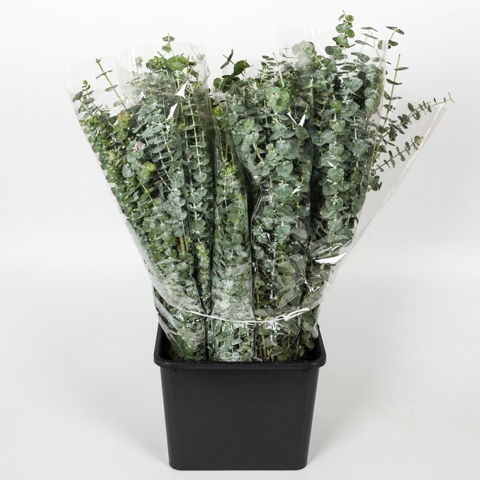 <h4>EUC. BABY BLUE 200GR</h4>