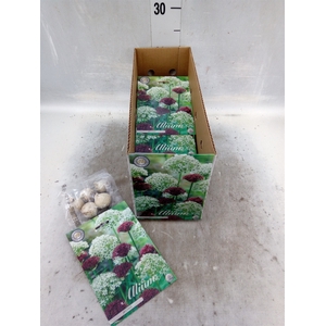 Allium   ...flowerbulbs