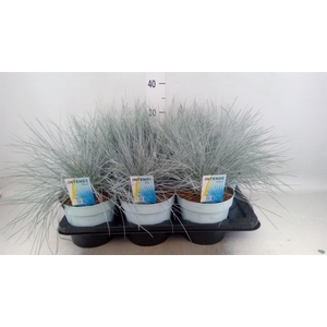 Festuca glauca 'Intens Blue'