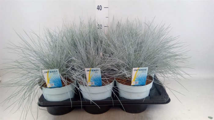 <h4>Festuca glauca 'Intens Blue'</h4>