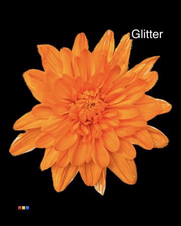 <h4>Chr T Baltica Orange + Glit Bio</h4>