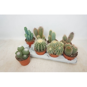 CACTUS GEM