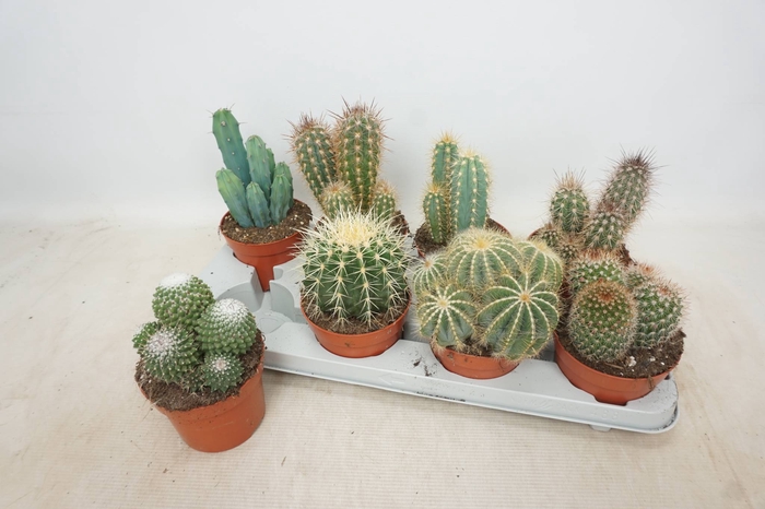 <h4>CACTUS GEM</h4>