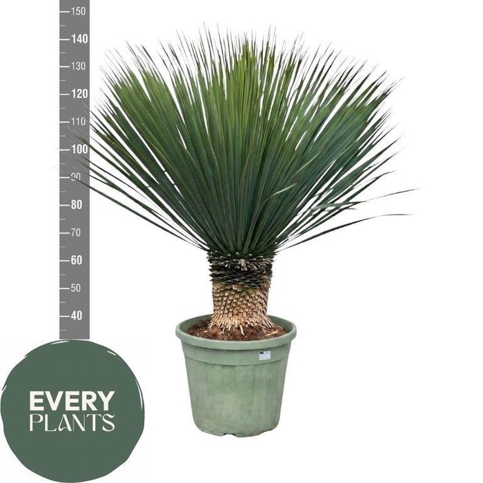 <h4>YUC ROSTRATA</h4>