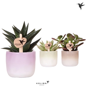 Kolibri Greens Succulenten mix in Gradience pot mix