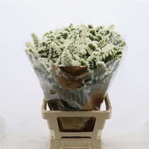 Statice Silvery Sun Birds