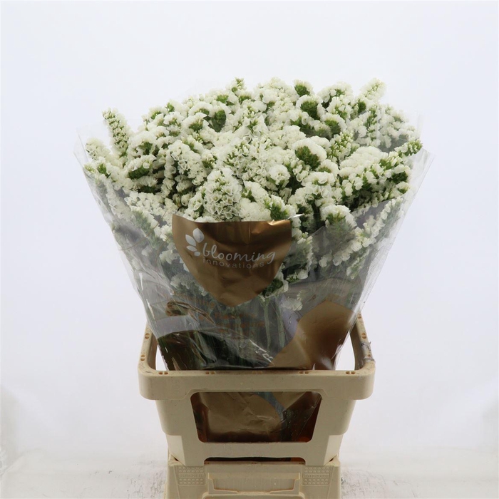<h4>Statice Silvery Sun Birds</h4>