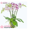 PHAL OV