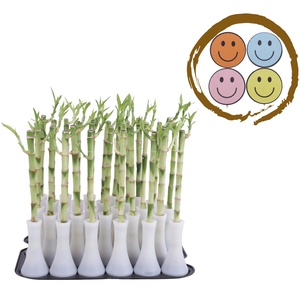 Lucky Bamboo Stem Straight 30cm in Tube Vase White
