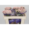 Ozothamnus Cooks Pink
